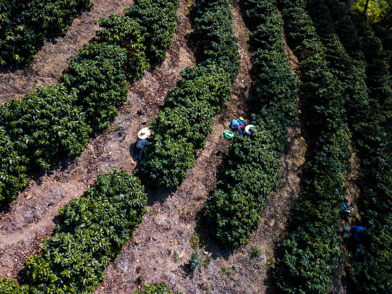 Ep. 770 Bolivia Trapiche Washed Anaerobic Yellow Caturra