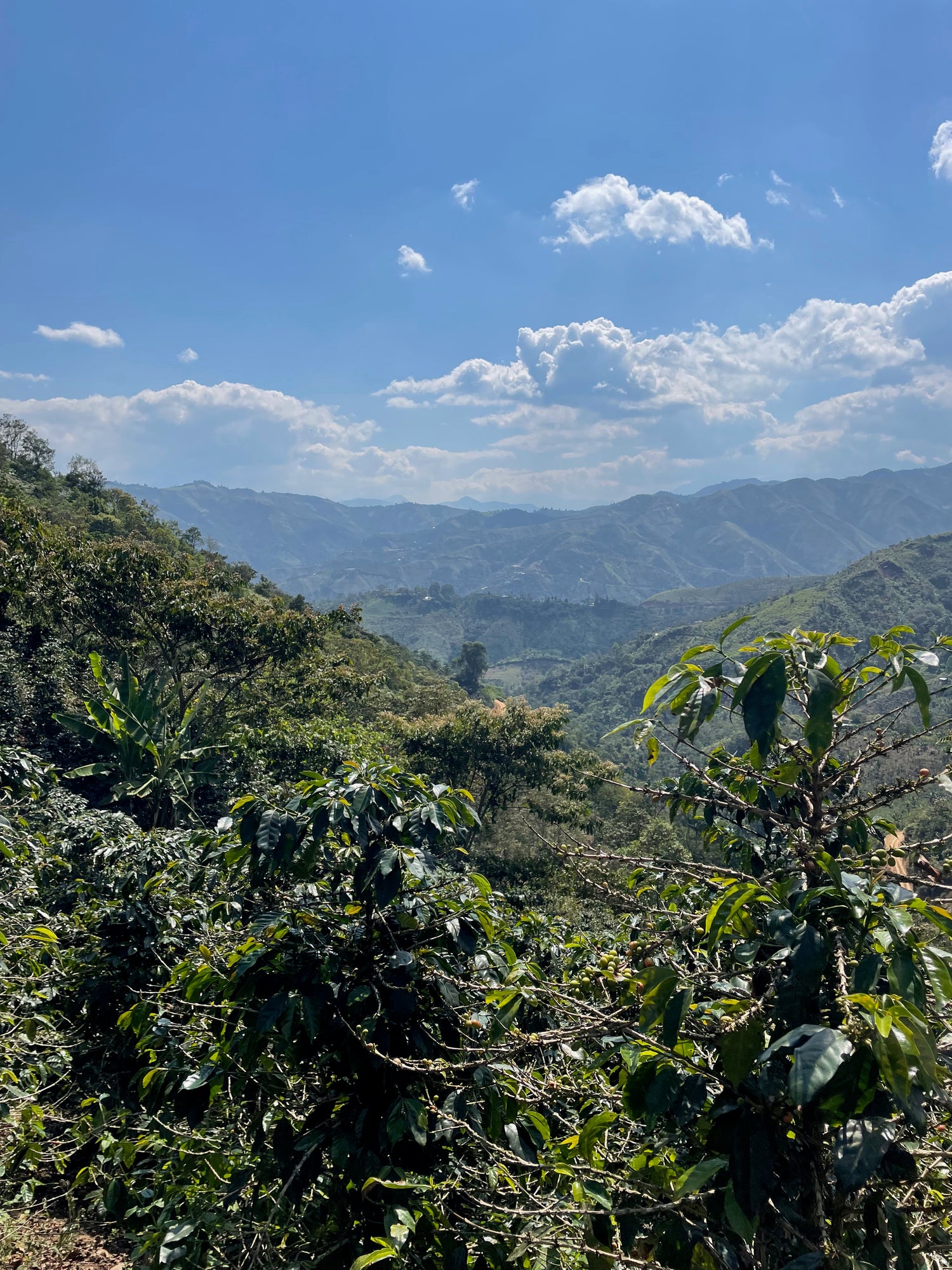 Ep. 752 Peru El Roble Organic Washed