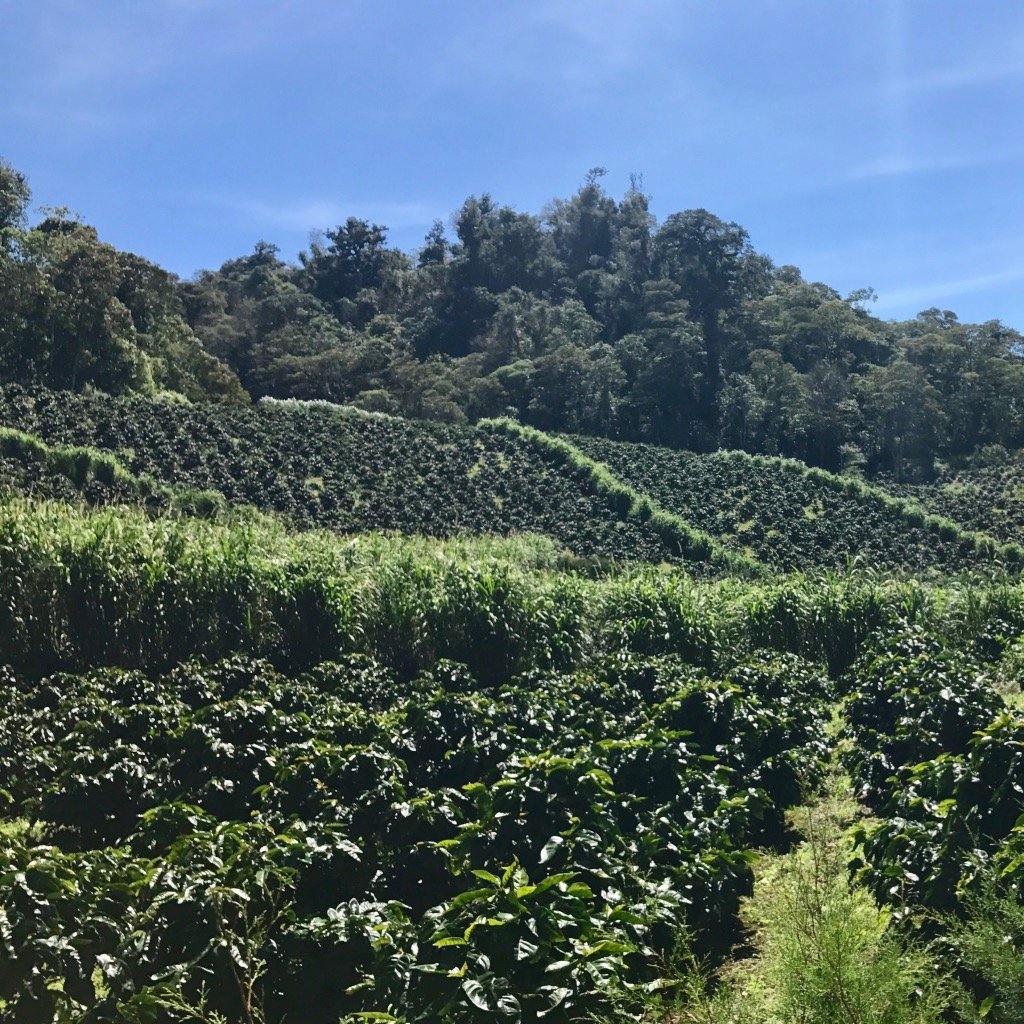 Ep. 773 Nicaragua Finca Limoncillo Honey Caturra