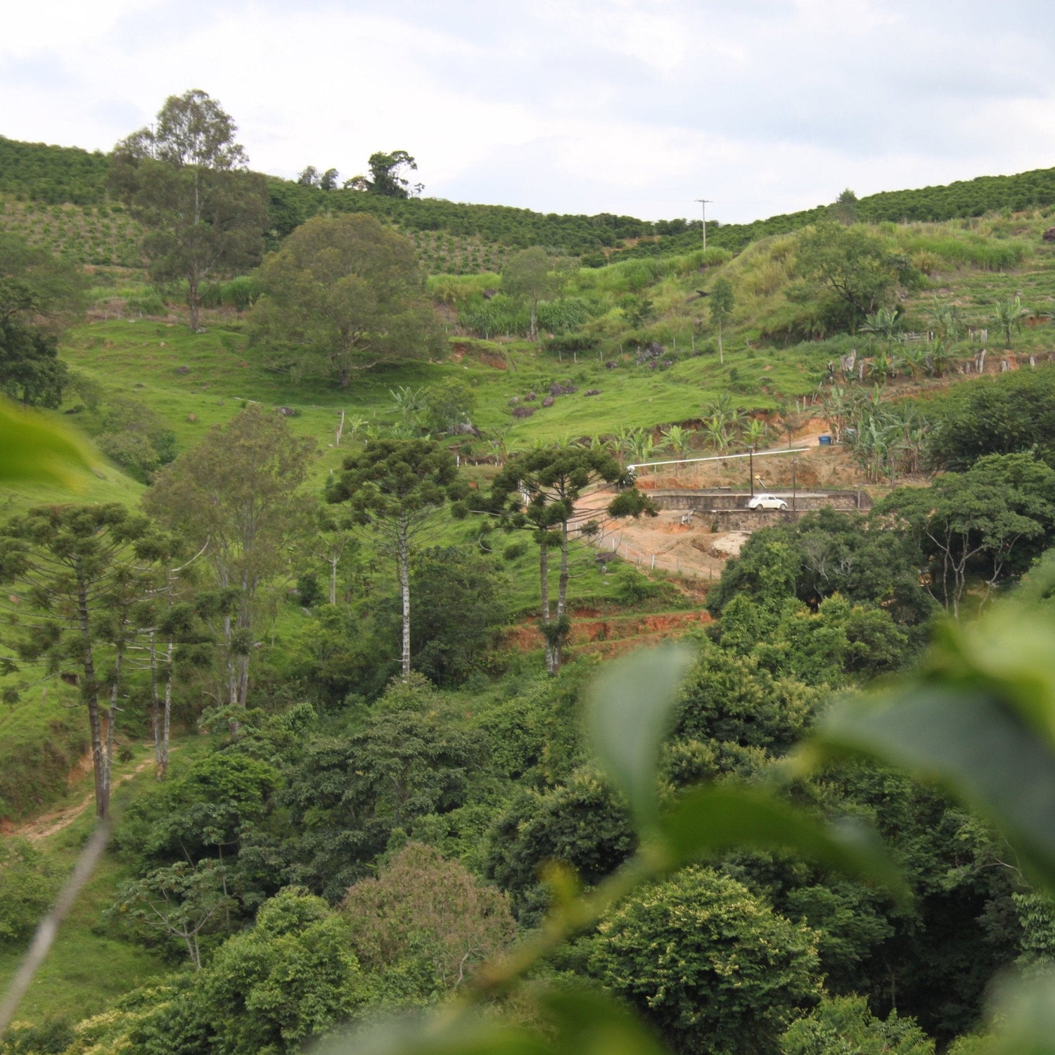 869 Brazil Inglaterra Pulped Natural