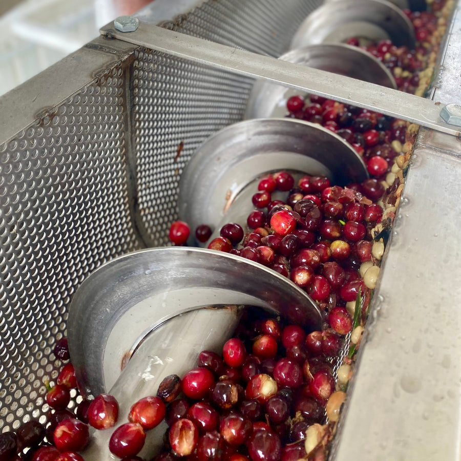 Freshly picked coffee cherries moving through a corkscrew towards the Don Joel micromill for processing