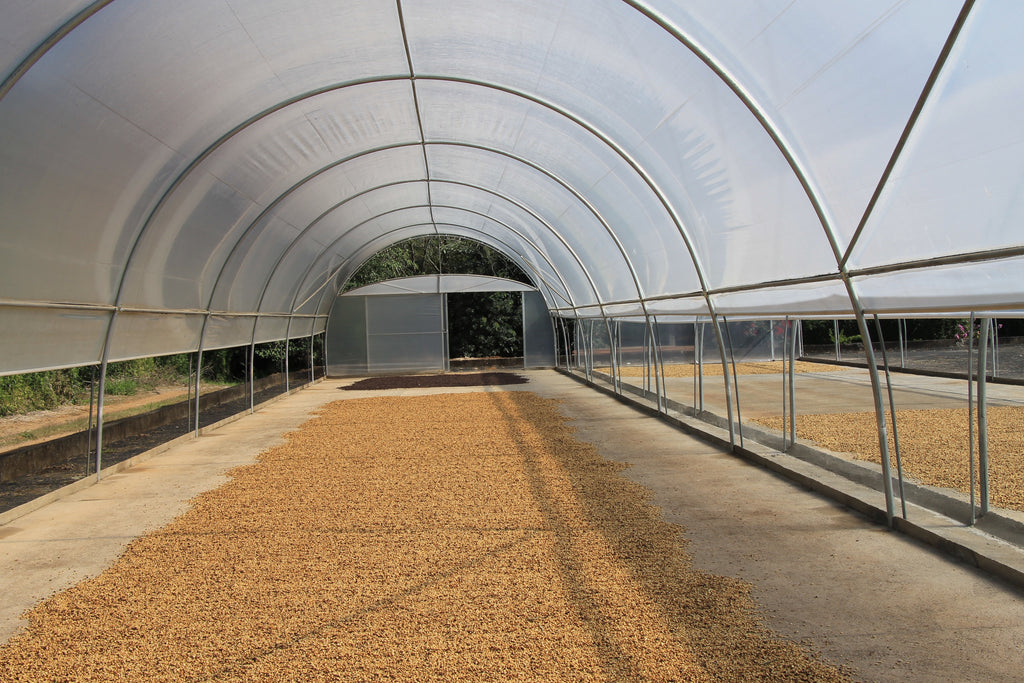 Honey processed coffee drying on concrete patios at Fazenda Cachoeira da Grama in São Sebastião da Grama, Brazil