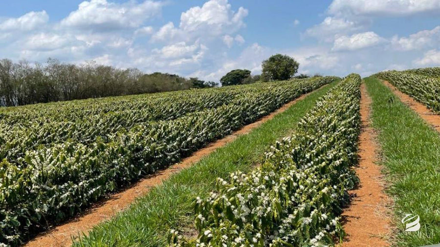 Coffee plants in flower at Fazenda Cruz Alta in Minas Gerais, Brazil
