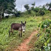 Einer's donkey who helps transport most of the picked coffee cherries from El Cedro