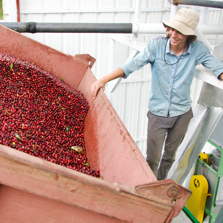 Nacho Oviedo helping unload a delivery of freshly harvested coffee cherries at the Don Joel micromill in Costa Rica.