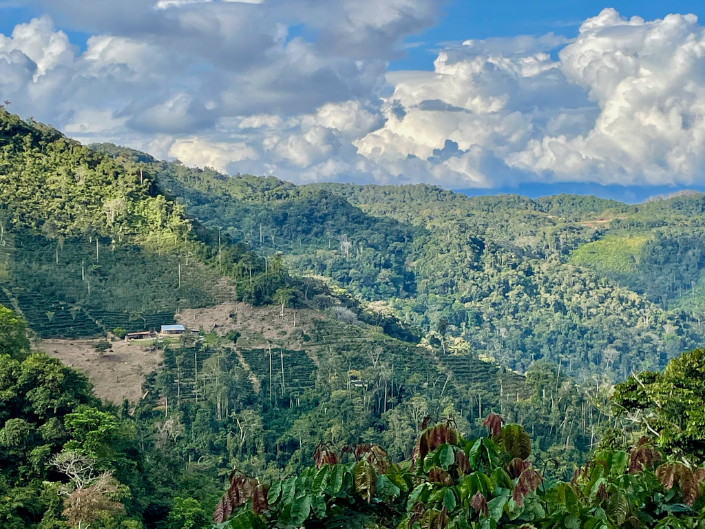 Coffee growing in Bolinda, Bolivia
