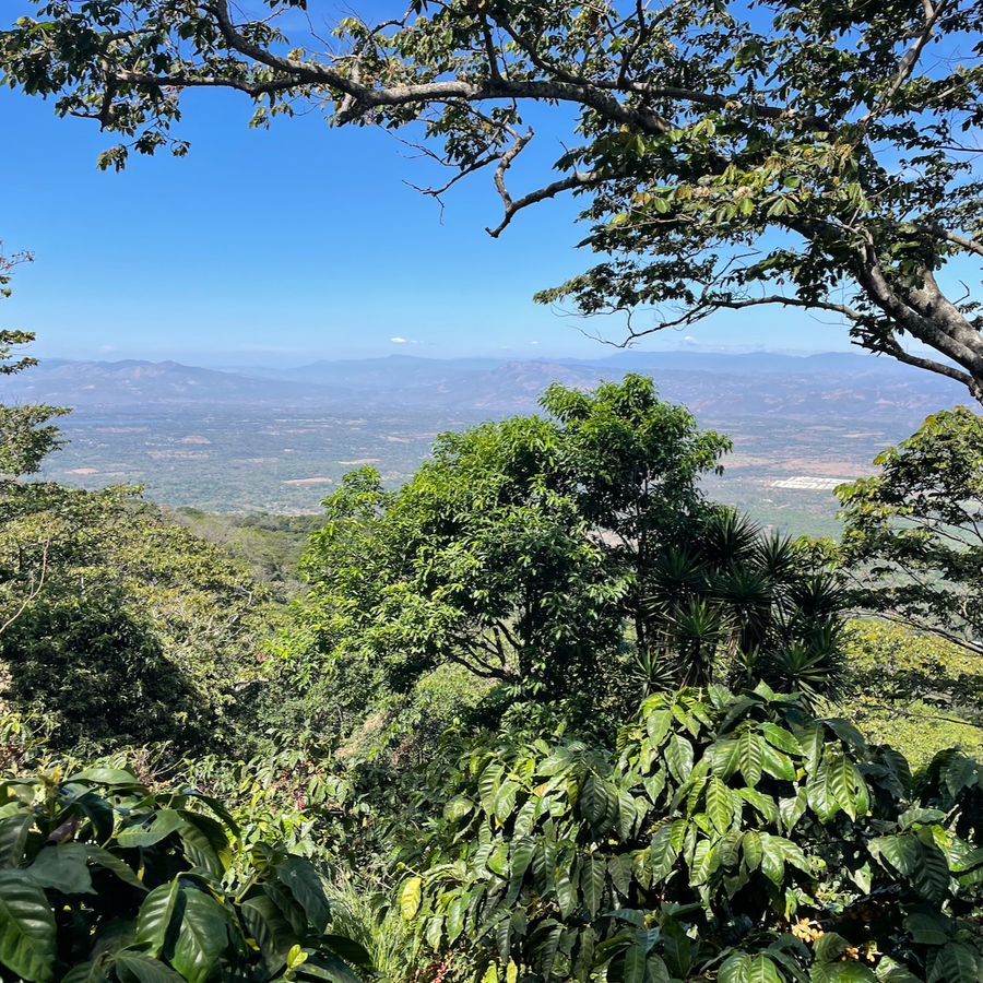 A view from high up on Finca Argentina in El Salvador