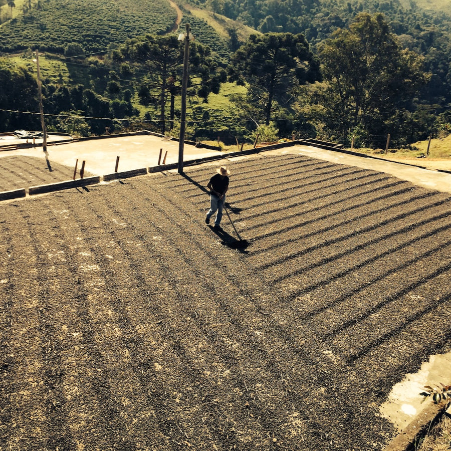 A farm worker at Fazenda Inglaterra turns coffee as it dries on concrete patios