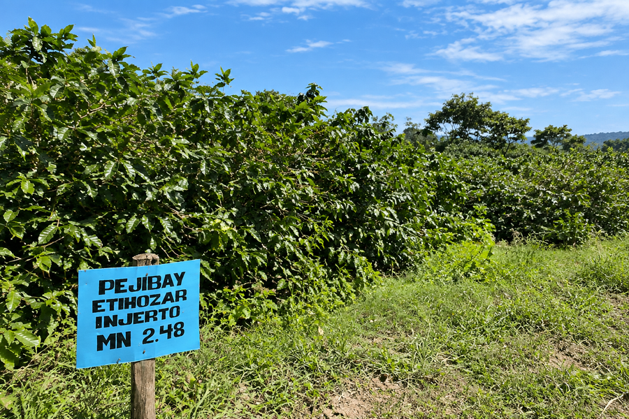 Ethiosar varietal coffee growing in Nicaragua