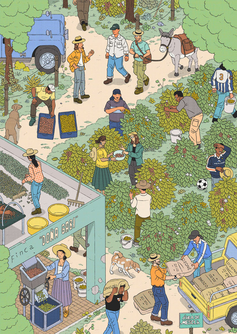 A visualisation of Ozone coffee sourcing at origin by Ilya Milstein