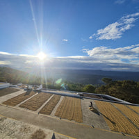 Coffee drying on concrete patios in the Guatemalan sun.