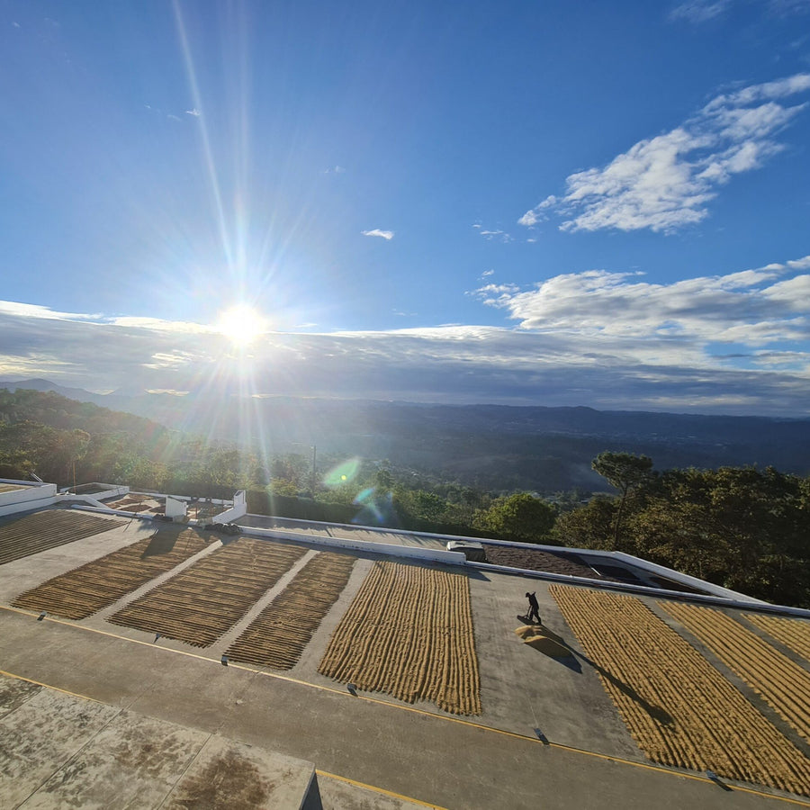Coffee drying on concrete patios in the Guatemalan sun.