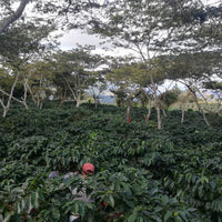 Coffee growing at San Patricio El Limon