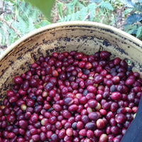 Coffee cherries at Agua Azul, San Antonio de Chingama, Cajamarca, Peru | ozonecoffee.surf