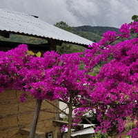 A beautiful tree at Agua Azul, San Antonio de Chingama, Cajamarca, Peru | ozonecoffee.surf