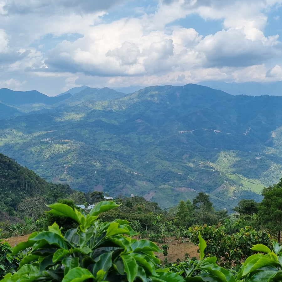 The view from Agua Azul, San Antonio de Chingama, Cajamarca, Peru | ozonecoffee.surf