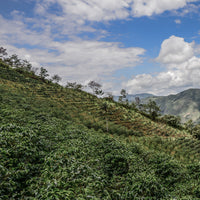 Coffee growing at Agua Azul, San Antonio de Chingama, Cajamarca, Peru | ozonecoffee.surf