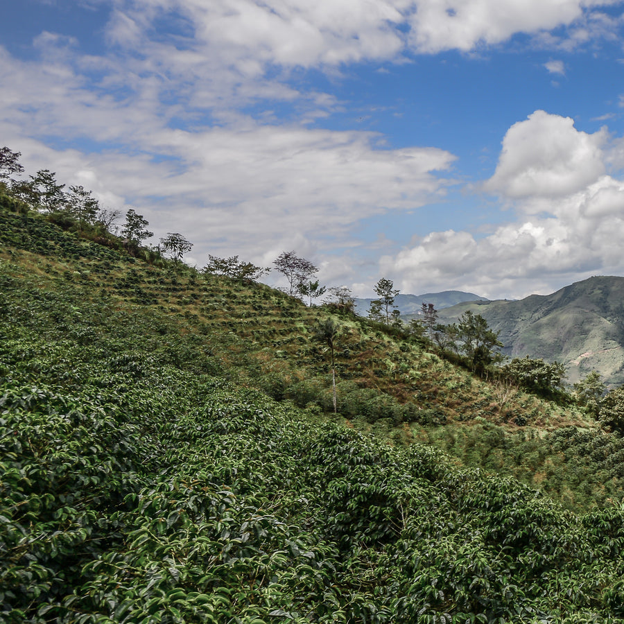 Coffee growing at Agua Azul, San Antonio de Chingama, Cajamarca, Peru | ozonecoffee.surf